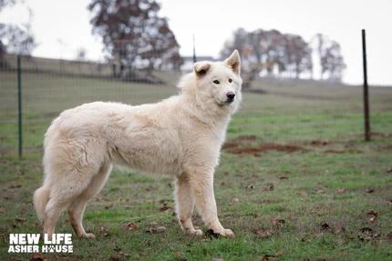 Dale Jr., Adoptable, Young Male Great Pyrenees.