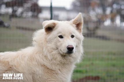 Enlarge Dale Jr., a Adoptable mixed breed in Portland, OR image 2/4