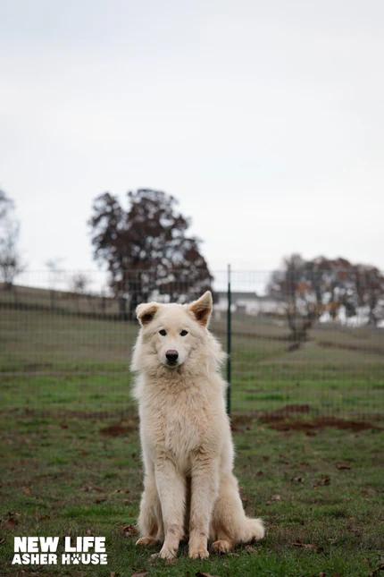 Enlarge Dale Jr., a Adoptable mixed breed in Portland, OR image 3/4