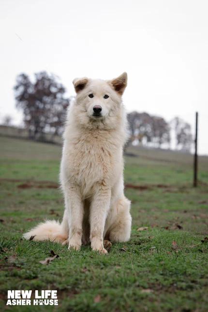 Enlarge Dale Jr., a Adoptable mixed breed in Portland, OR image 4/4