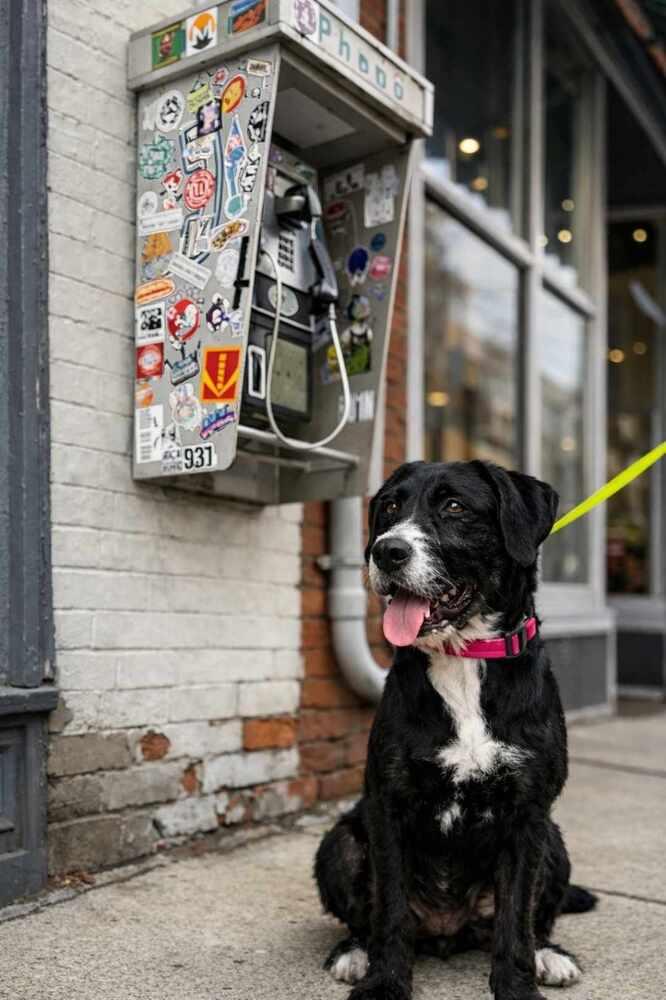Enlarge Bundles, a Adoptable mixed breed in Wayne, NJ image 1/4