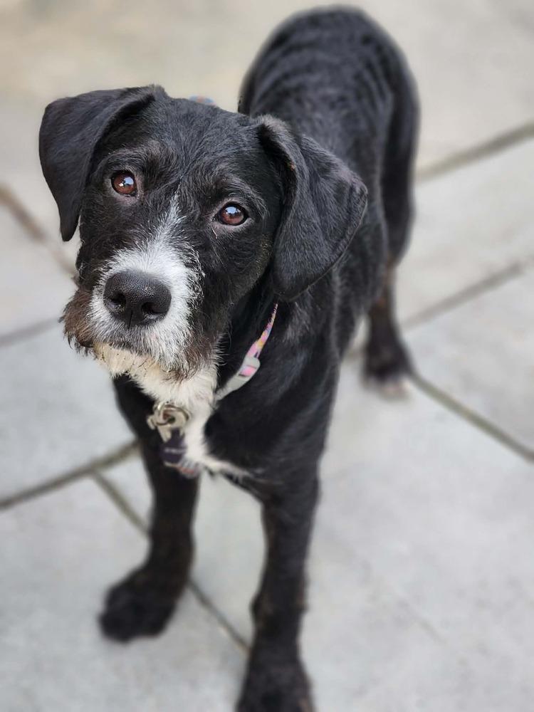 Enlarge Bundles, a Adoptable mixed breed in Wayne, NJ image 4/4