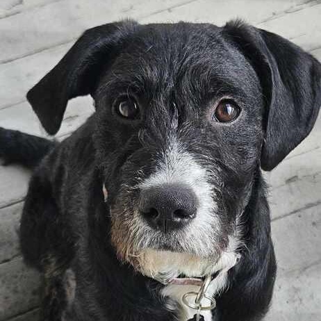 Bundles, Adoptable, Puppy Female Mixed Breed.