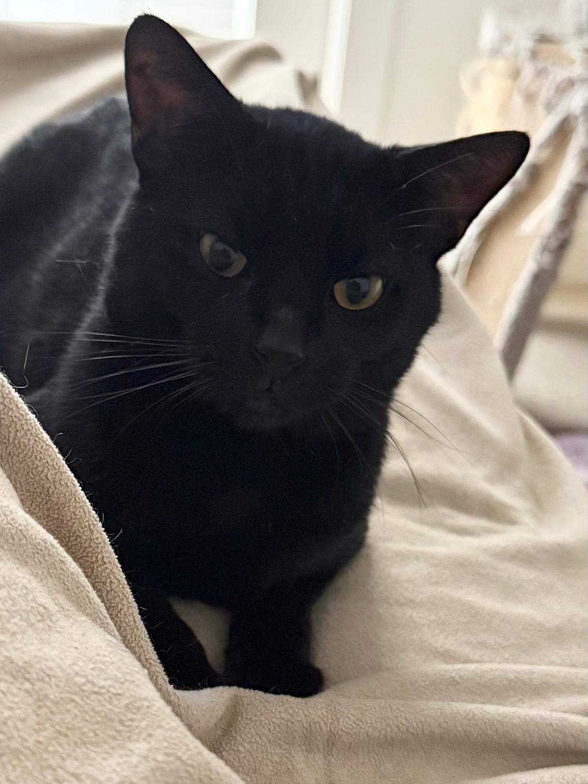 Enlarge Bruno, an adopted mixed breed in Miami, FL image 4/5