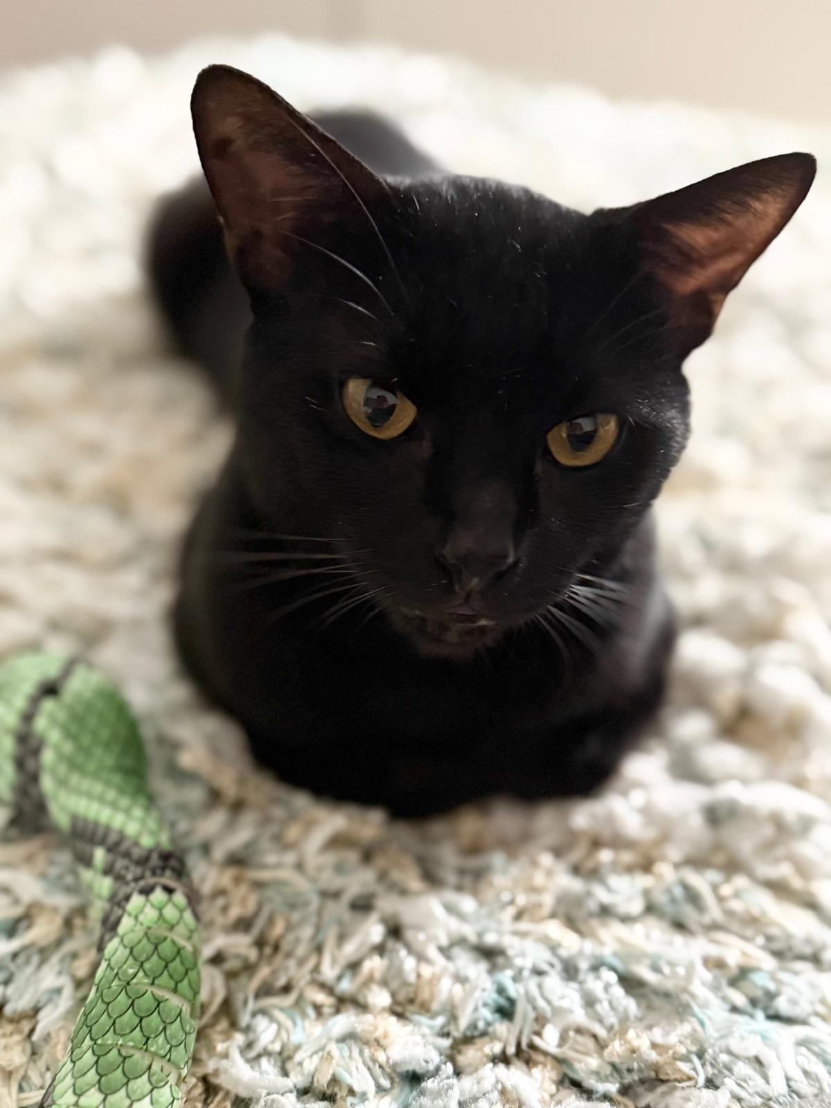 Bruno, adopted, Adult Male Bombay & Domestic Short Hair.