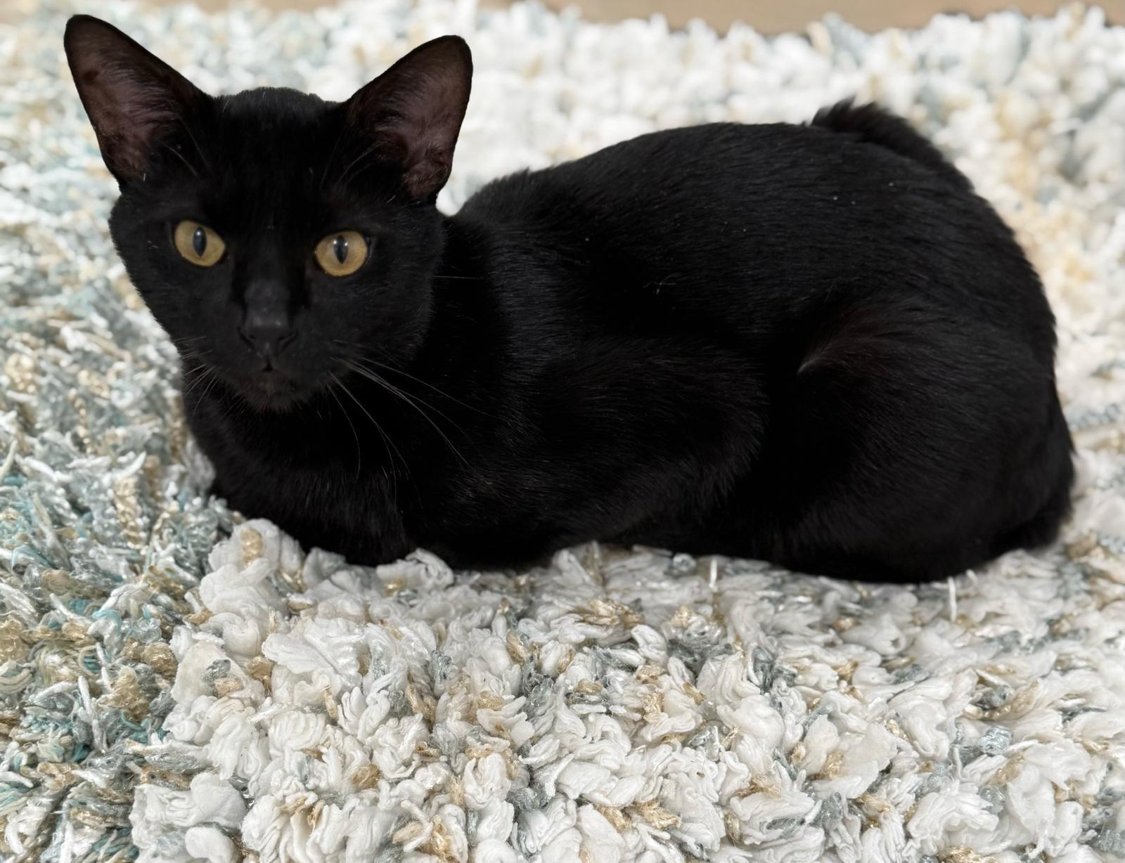 Enlarge Bruno, an adopted mixed breed in Miami, FL image 2/5