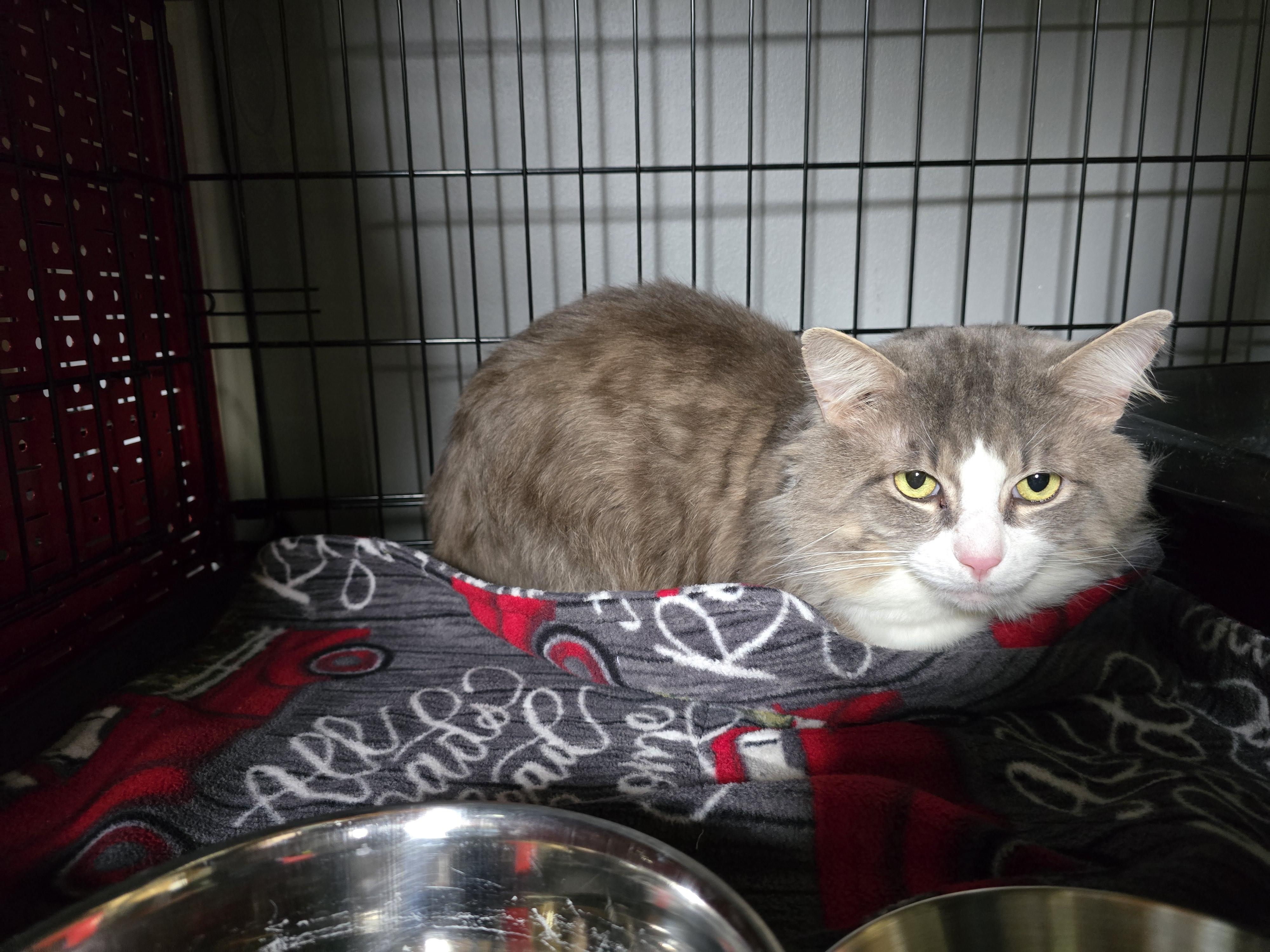 Enlarge Big Boy, an adopted Domestic Medium Hair in East Lansing, MI image 4/4