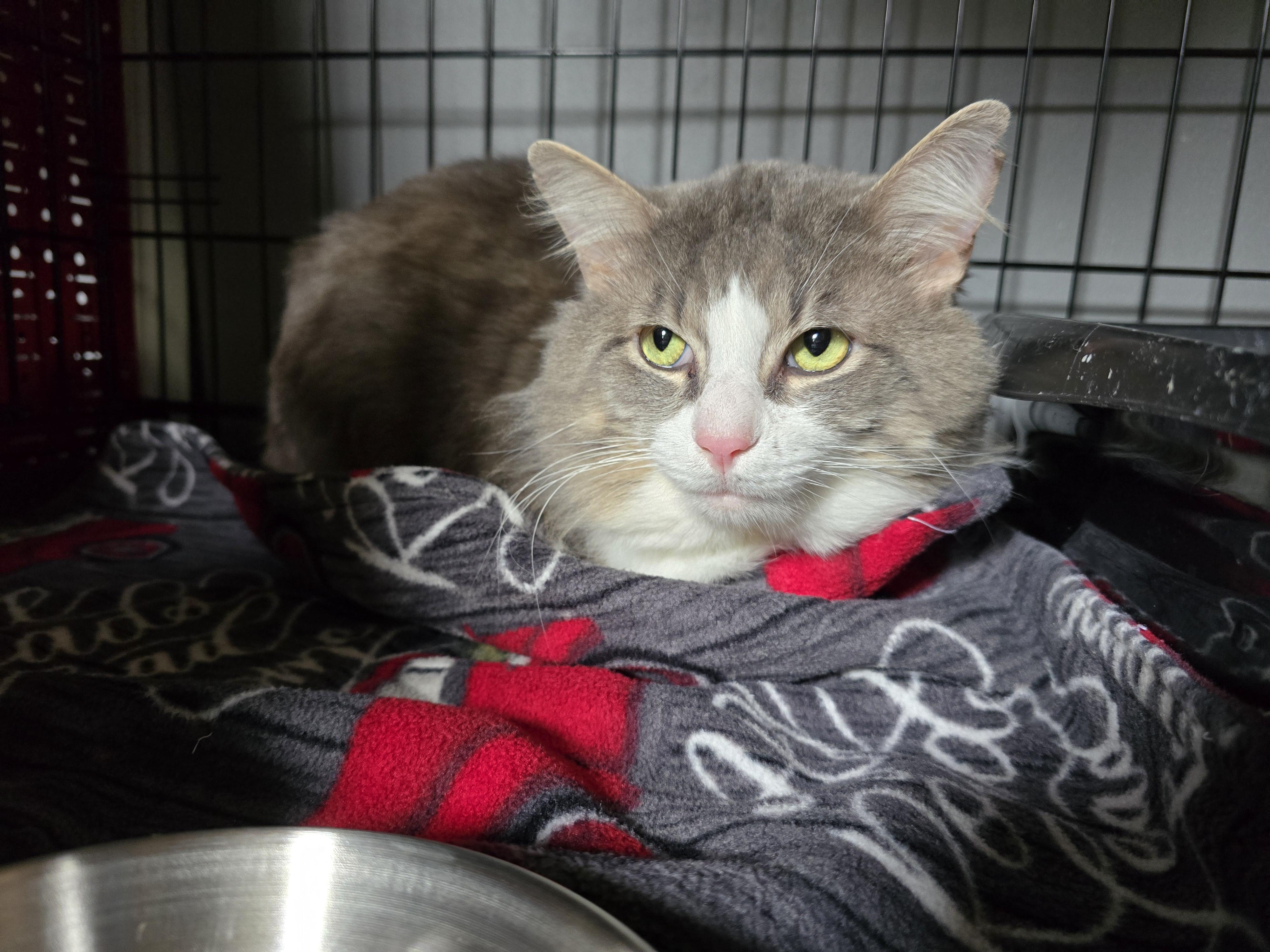 Big Boy, adopted, Young Male Domestic Medium Hair.