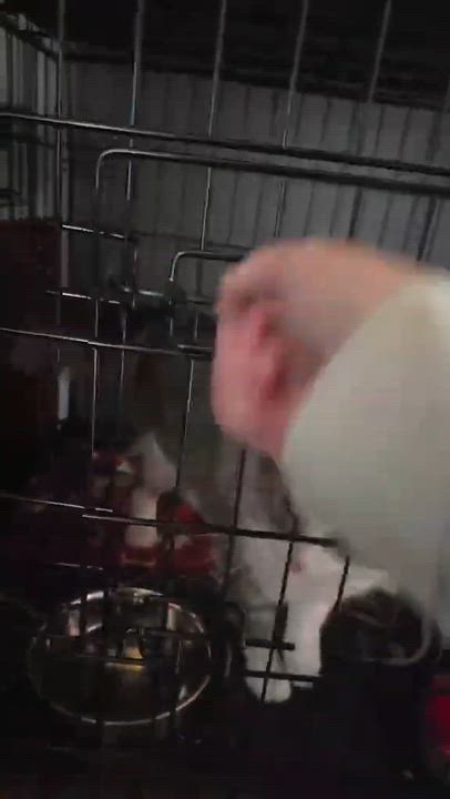 Enlarge Big Boy, an adopted Domestic Medium Hair in East Lansing, MI video 2/4