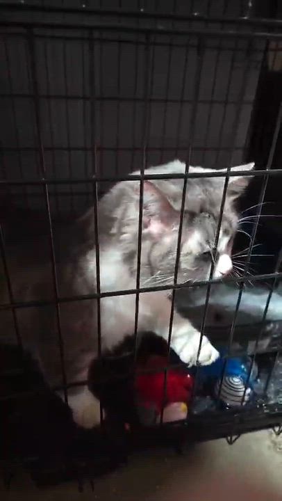 Enlarge Big Boy, an adopted Domestic Medium Hair in East Lansing, MI video 3/4