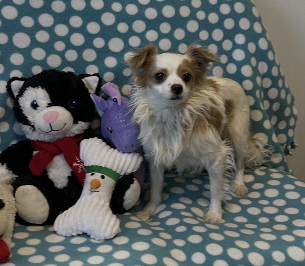 Chapman, Adoptable, Adult Male Papillon.