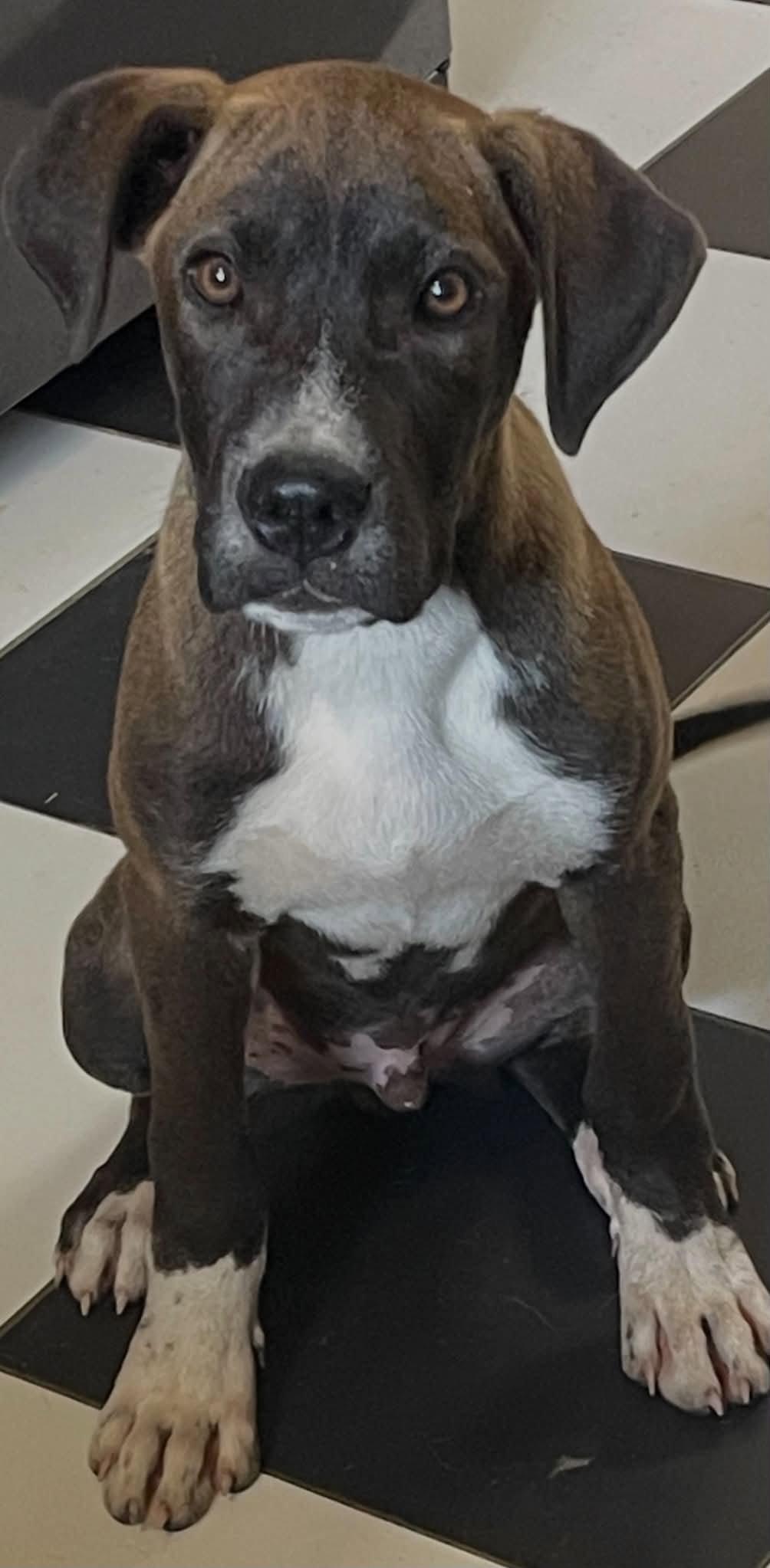 Charlie, Adoptable, Young Male Mixed Breed.