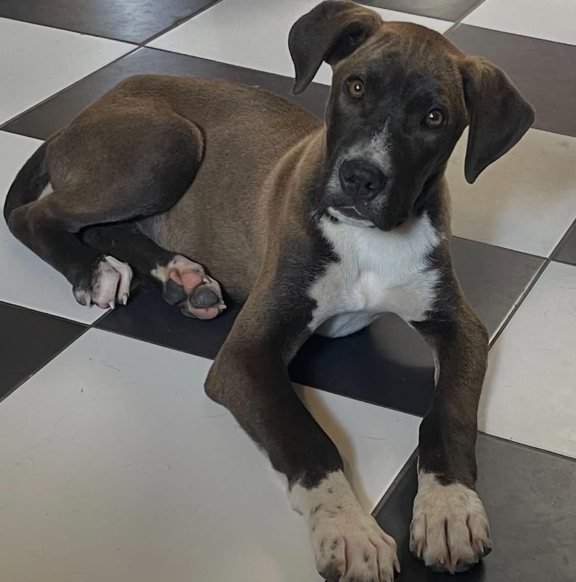 Charlie, a Adoptable Mixed Breed in Fenton, MO image 2/2