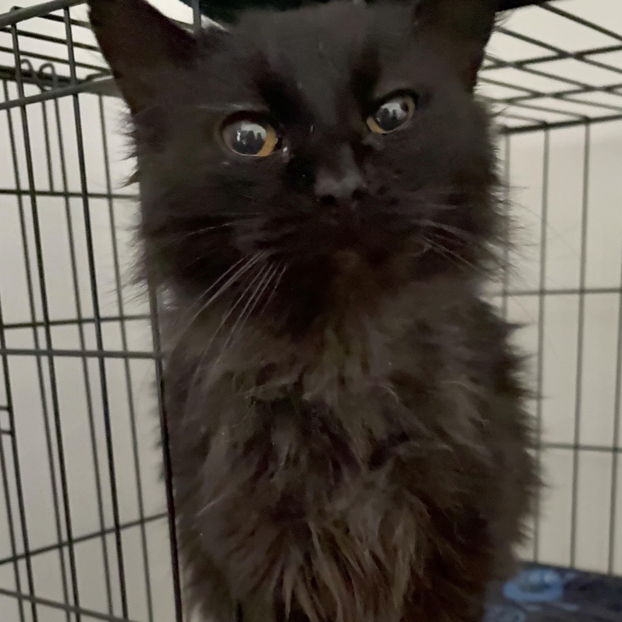 Enlarge LUKE, a Adoptable mixed breed in Columbus, OH image 3/4