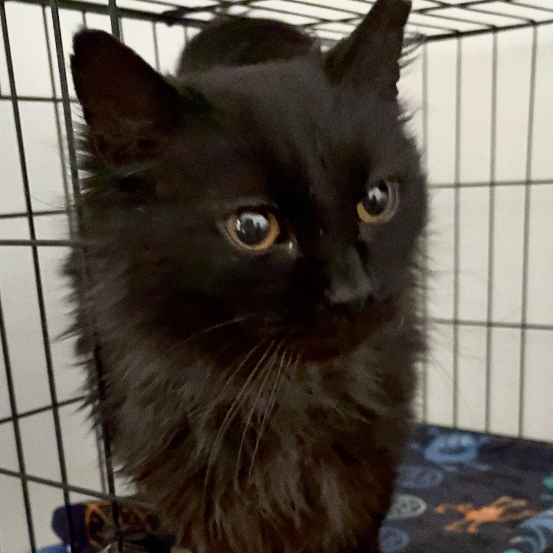Enlarge LUKE, a Adoptable mixed breed in Columbus, OH image 4/4