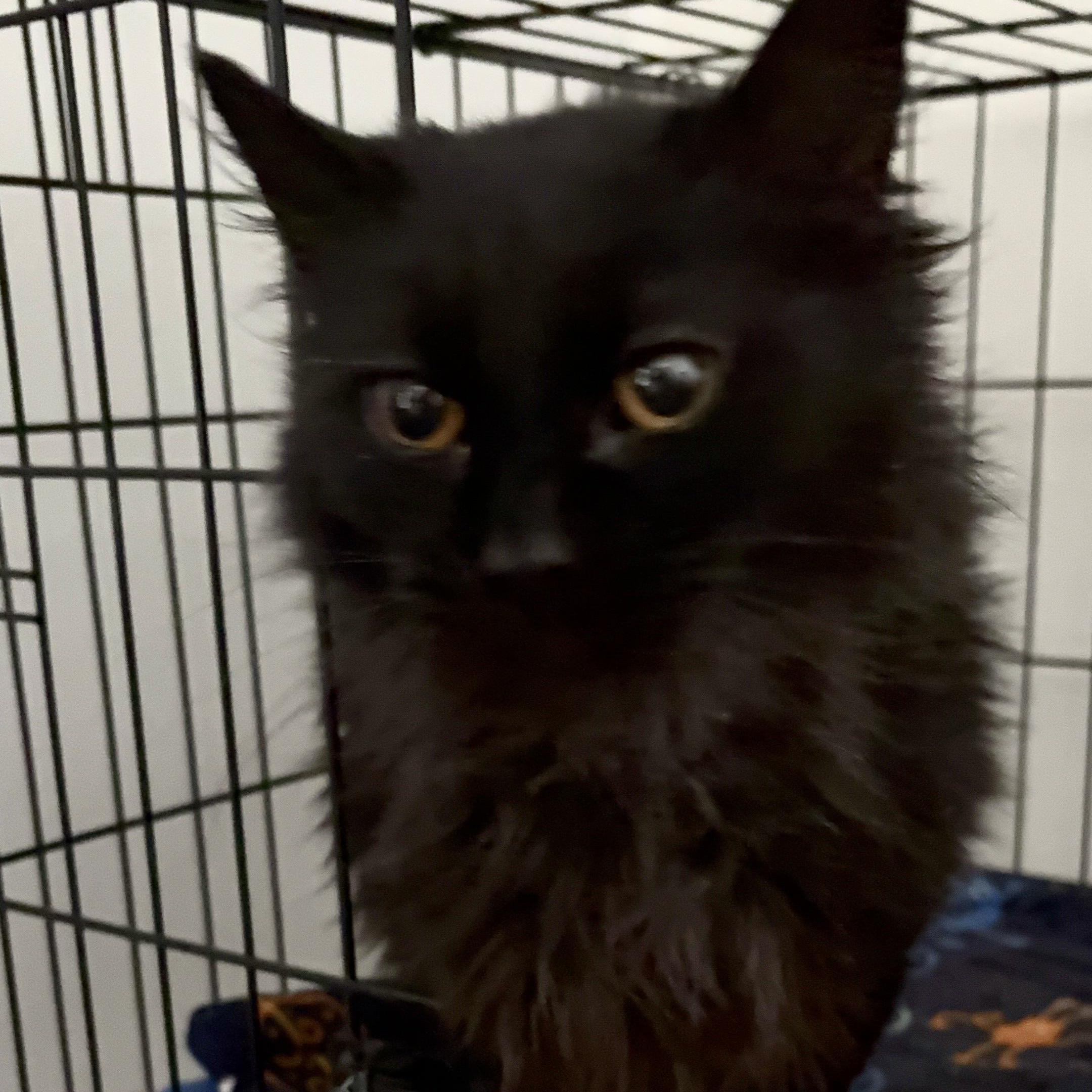 LUKE — thumbnail 4