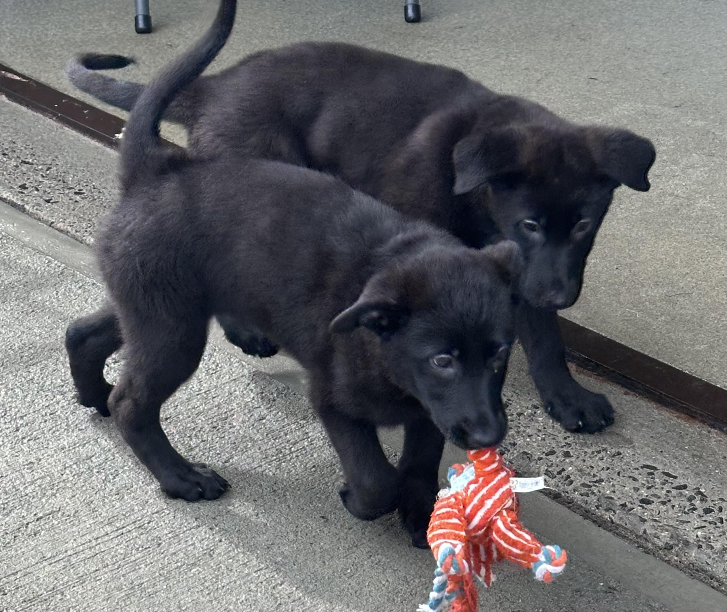 Enlarge German shepherd puppy , a ADOPTABLE German Shepherd Dog in Milford, CT image 3/4