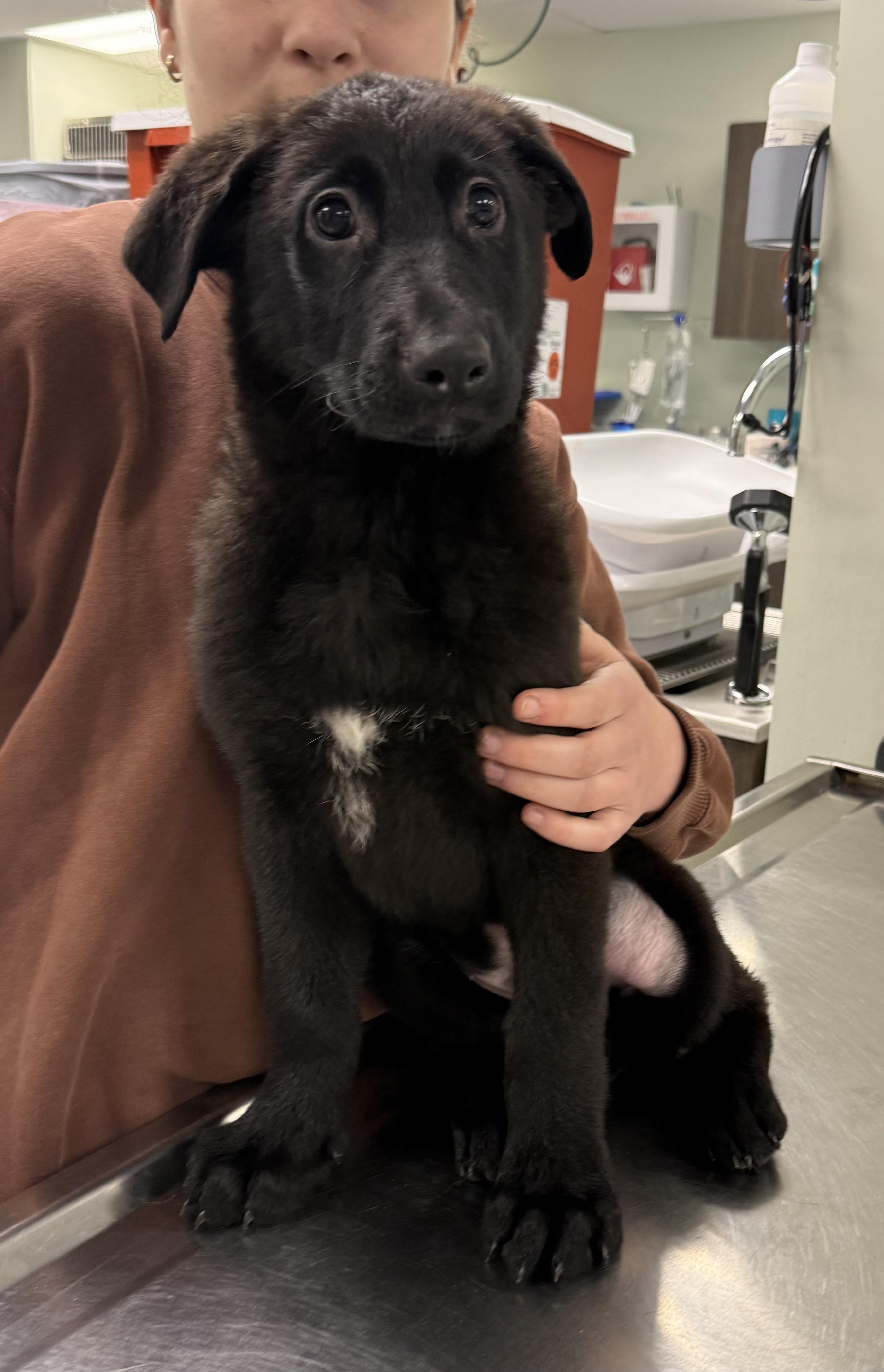 Enlarge German shepherd puppy , a ADOPTABLE German Shepherd Dog in Milford, CT image 1/4