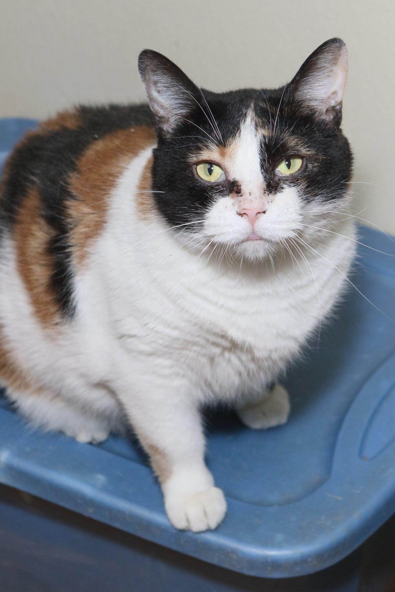 Molly, Adopted, Adult Female Calico & Domestic Short Hair.