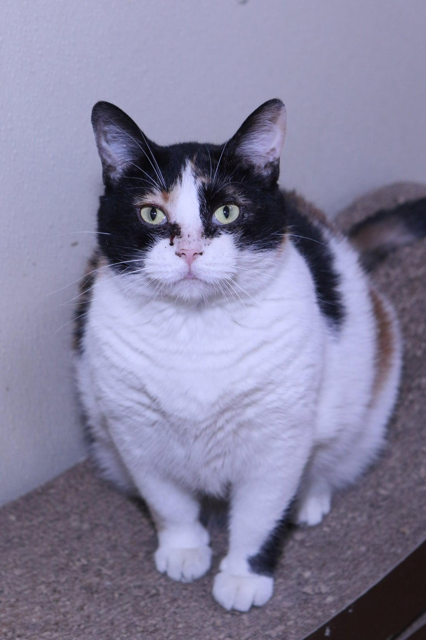 Molly, a Adopted mixed breed in Austin, MN image 2/3