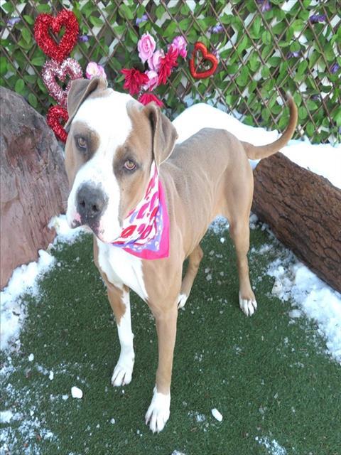 OLIVER, Adoptable, Adult Male Pit Bull Terrier & Mixed Breed.