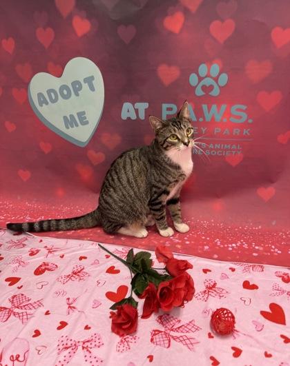 Belly, Adoptable, Kitten Female Domestic Short Hair.