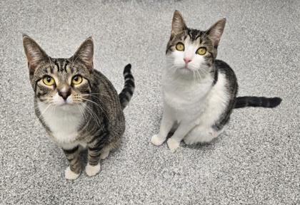 Enlarge Belly, a Adoptable mixed breed in Tinley Park, IL image 3/6