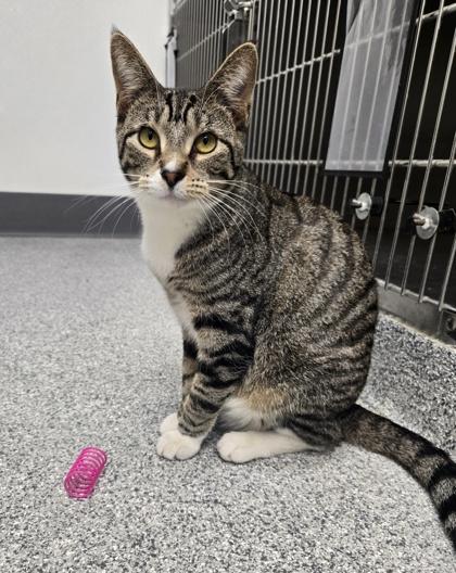 Enlarge Belly, a Adoptable mixed breed in Tinley Park, IL image 2/6