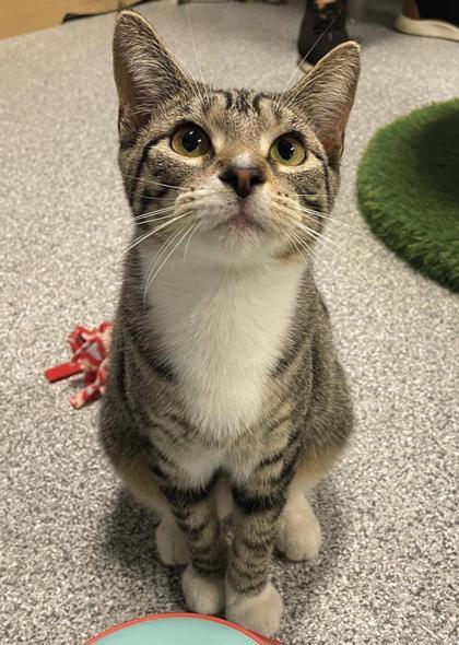Belly, Adoptable, Kitten Female Domestic Short Hair.