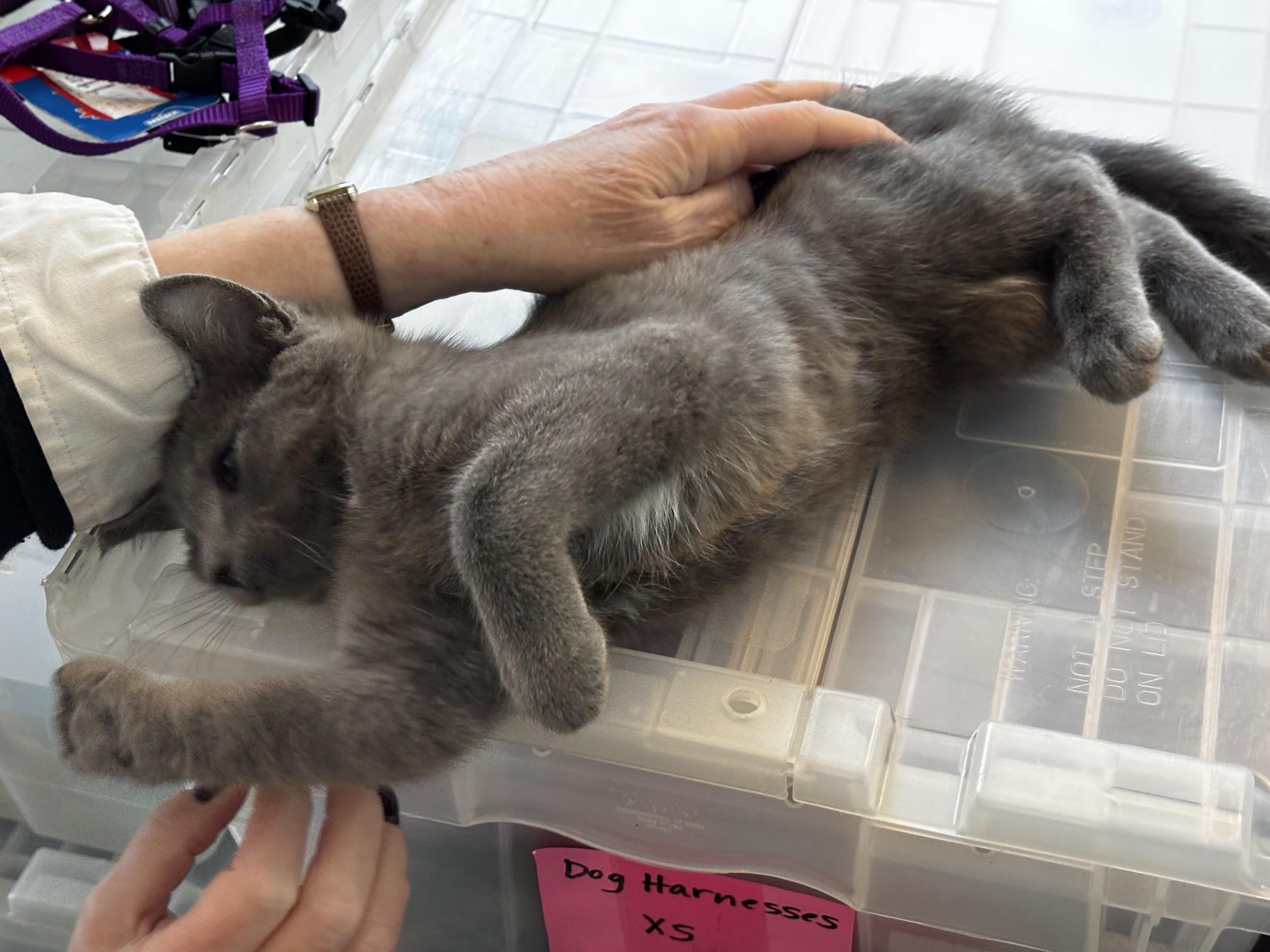 Erin, a ADOPTABLE Domestic Short Hair in Ashland, VA image 4/6