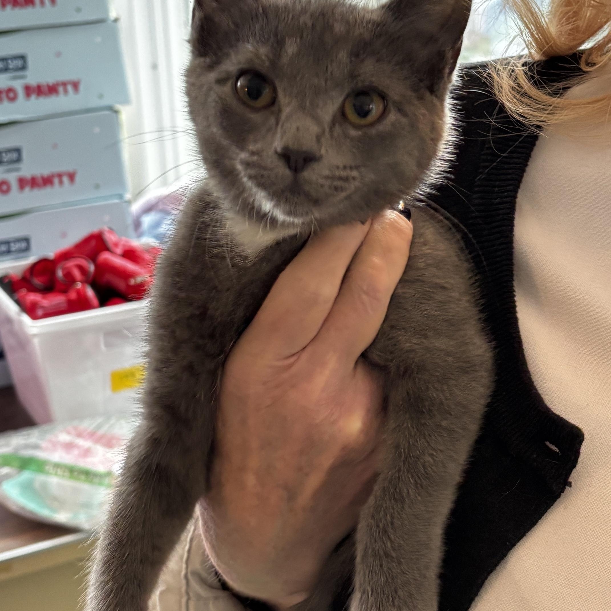 Erin, ADOPTABLE, Kitten Female Domestic Short Hair.
