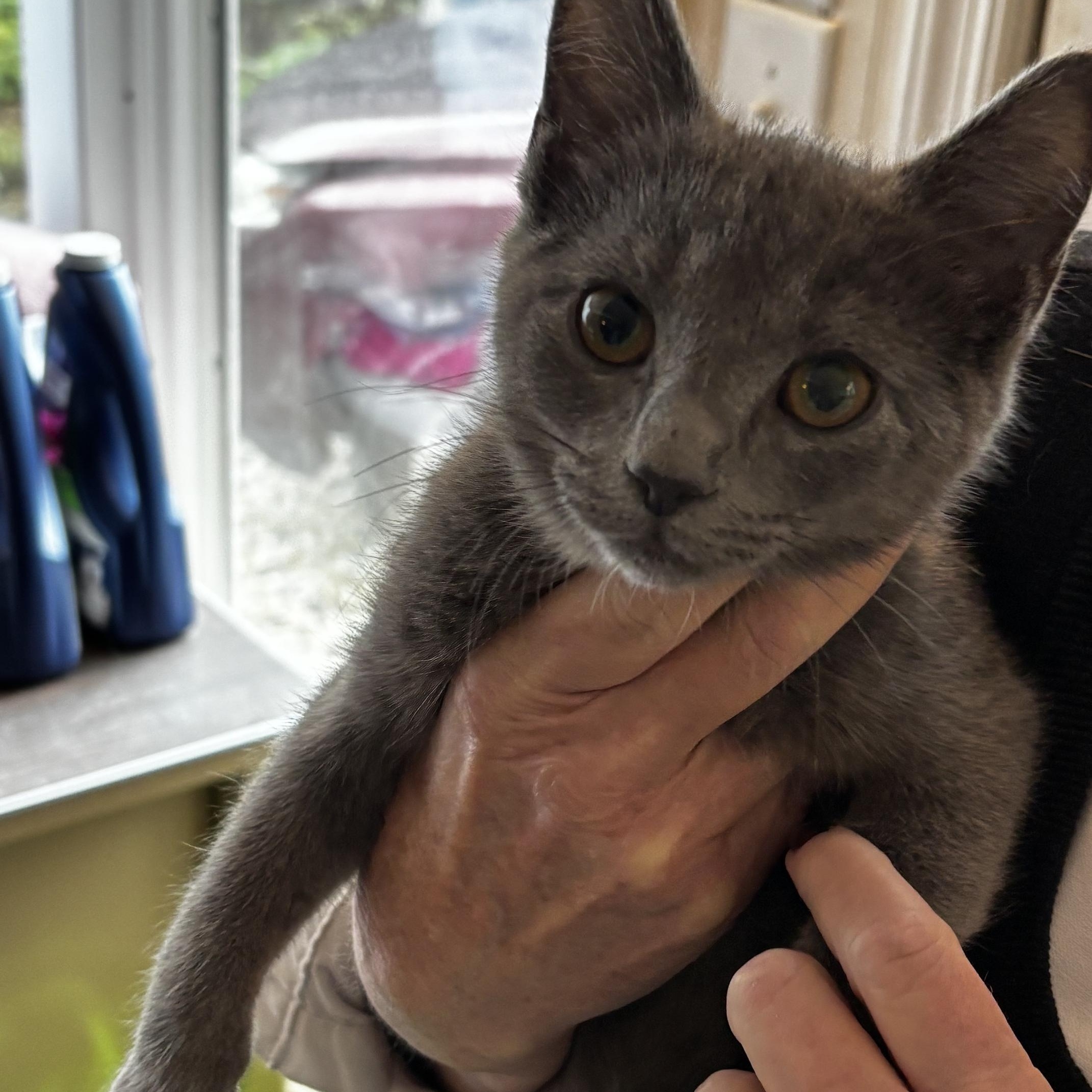 Erin, a ADOPTABLE Domestic Short Hair in Ashland, VA image 5/6