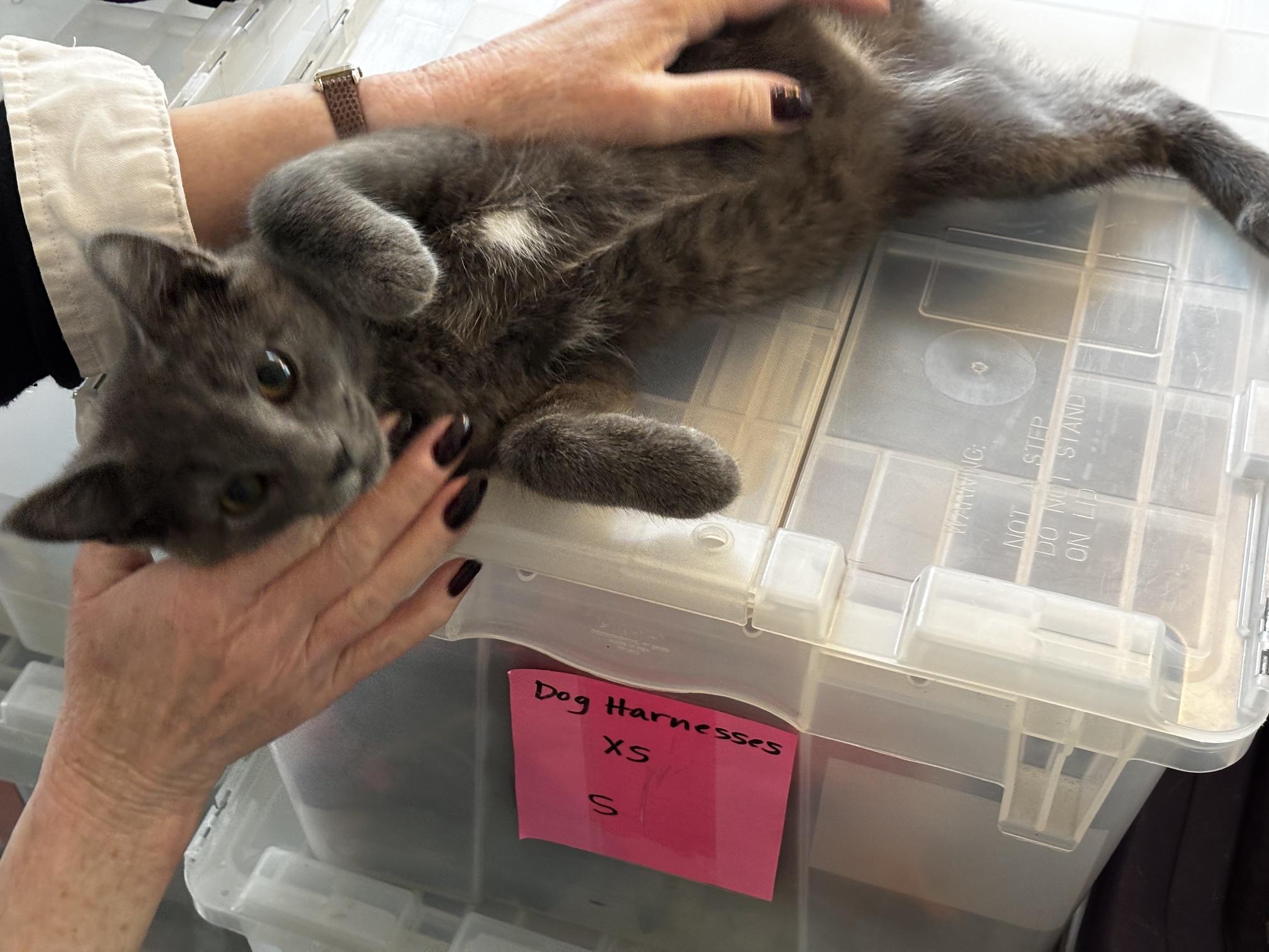 Erin, a ADOPTABLE Domestic Short Hair in Ashland, VA image 2/6