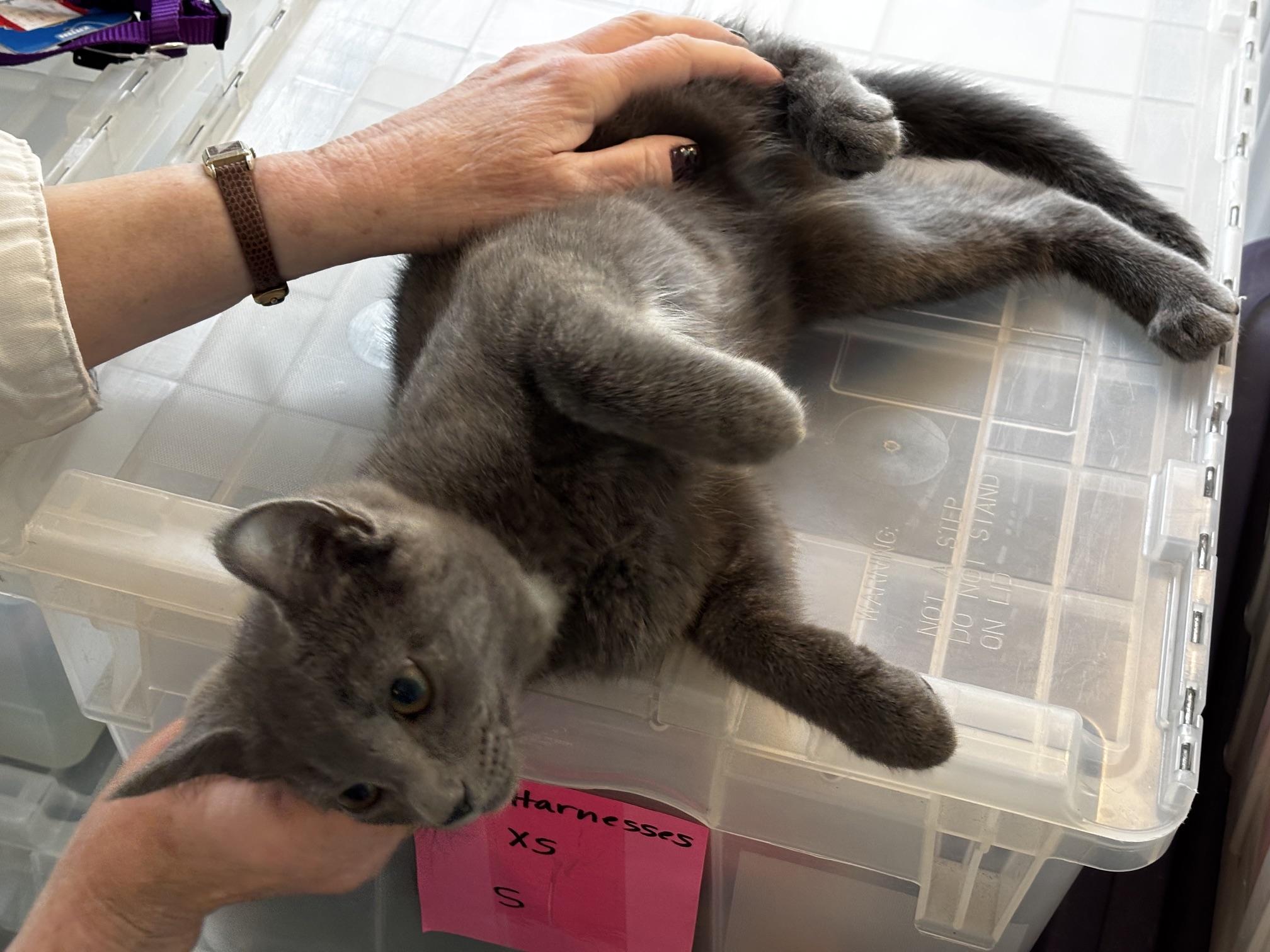 Erin, a ADOPTABLE Domestic Short Hair in Ashland, VA image 6/6