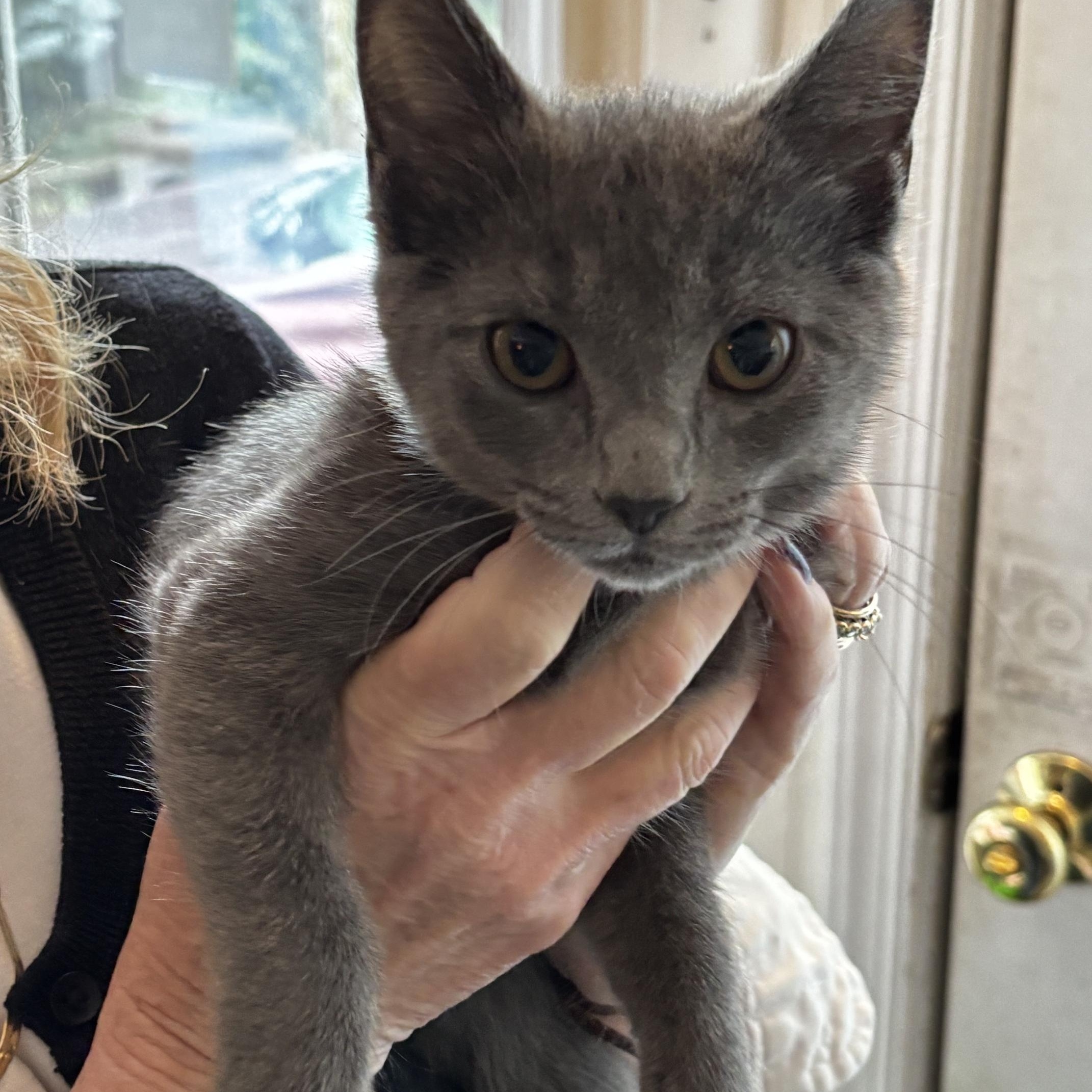 Erin, a ADOPTABLE Domestic Short Hair in Ashland, VA image 3/6