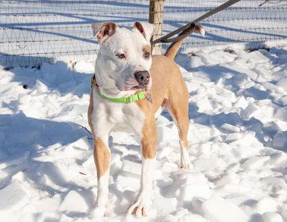 Ranger — thumbnail 2