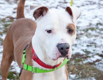 Ranger — thumbnail 3