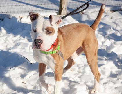 Ranger — thumbnail 4