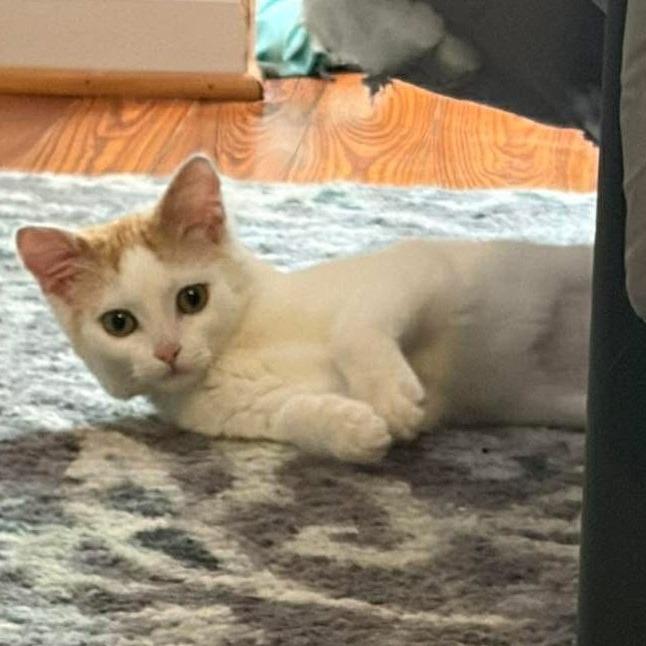 Enlarge Tinker Bell (In Foster), a Adoptable Domestic Short Hair in Marshall, VA image 1/6