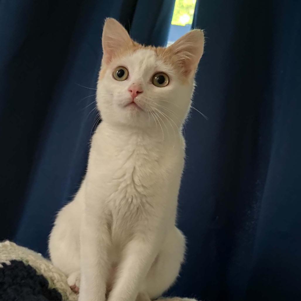 Enlarge Tinker Bell (In Foster), a Adoptable Domestic Short Hair in Marshall, VA image 2/6