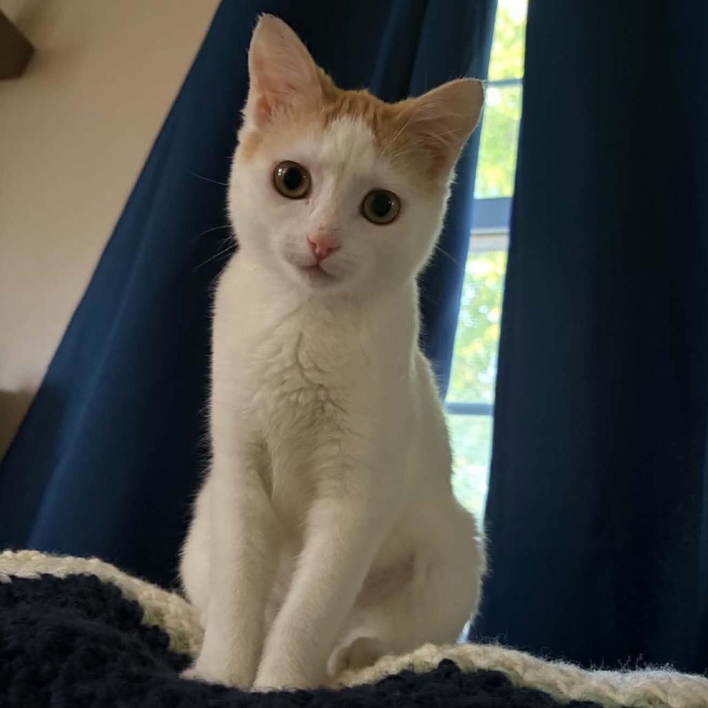 Enlarge Tinker Bell (In Foster), a Adoptable Domestic Short Hair in Marshall, VA image 3/6