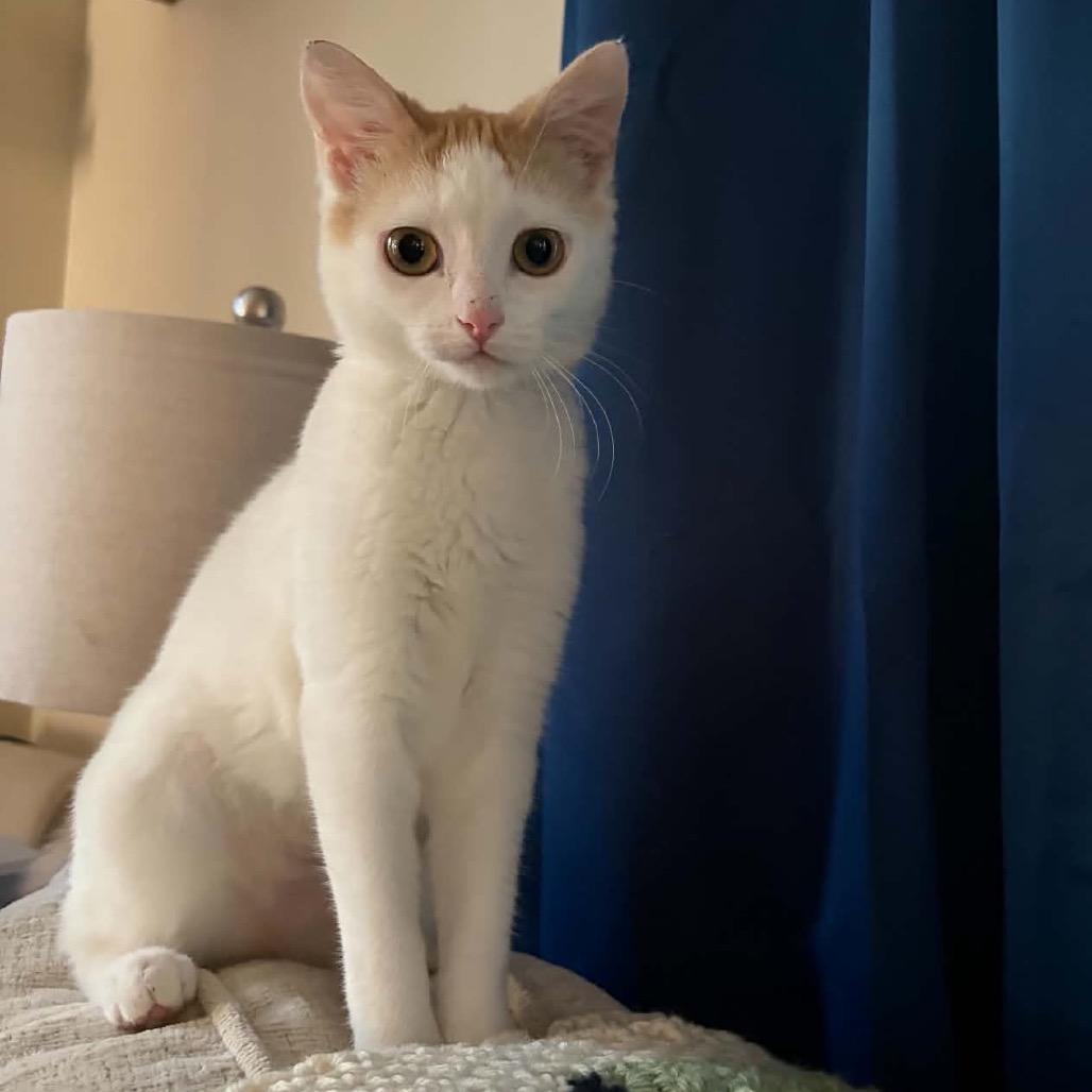 Enlarge Tinker Bell (In Foster), a Adoptable Domestic Short Hair in Marshall, VA image 4/6