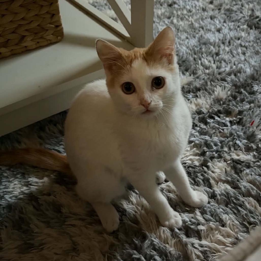 Enlarge Tinker Bell (In Foster), a Adoptable Domestic Short Hair in Marshall, VA image 5/6