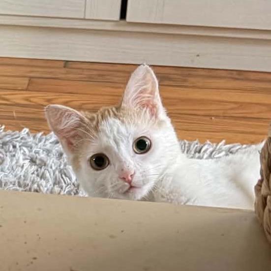 Enlarge Tinker Bell (In Foster), a Adoptable Domestic Short Hair in Marshall, VA image 6/6