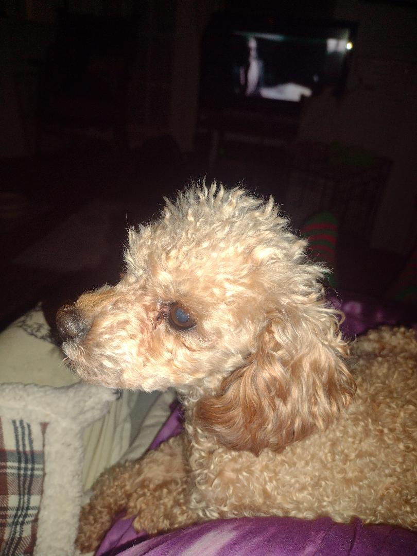 Enlarge Emmie Lou & Chili (IN) Bonded pair, a ADOPTABLE Poodle (Toy) in Chattanooga, TN image 3/3