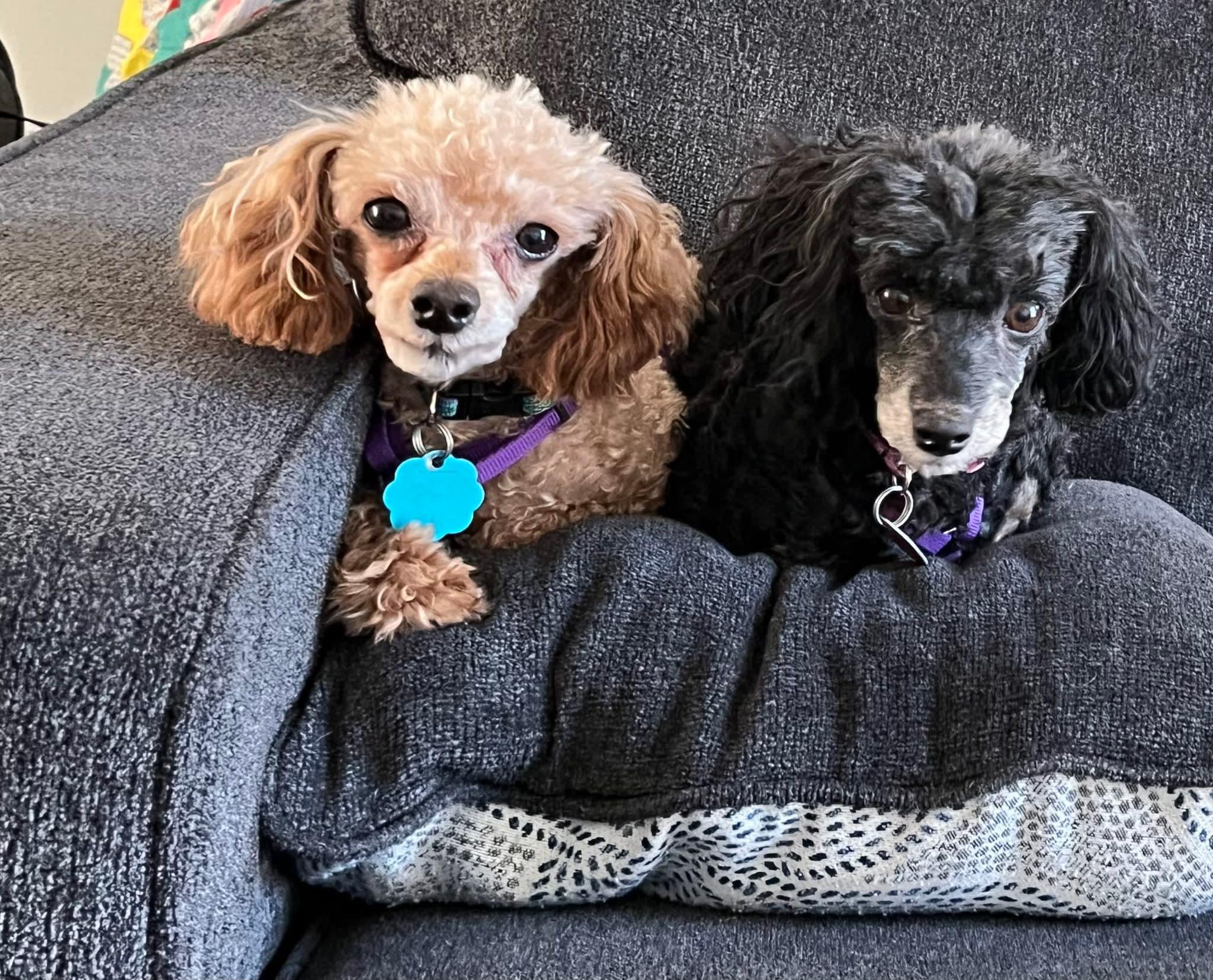 Emmie Lou & Chili (IN) Bonded pair, ADOPTABLE, Adult Male Poodle (Toy).