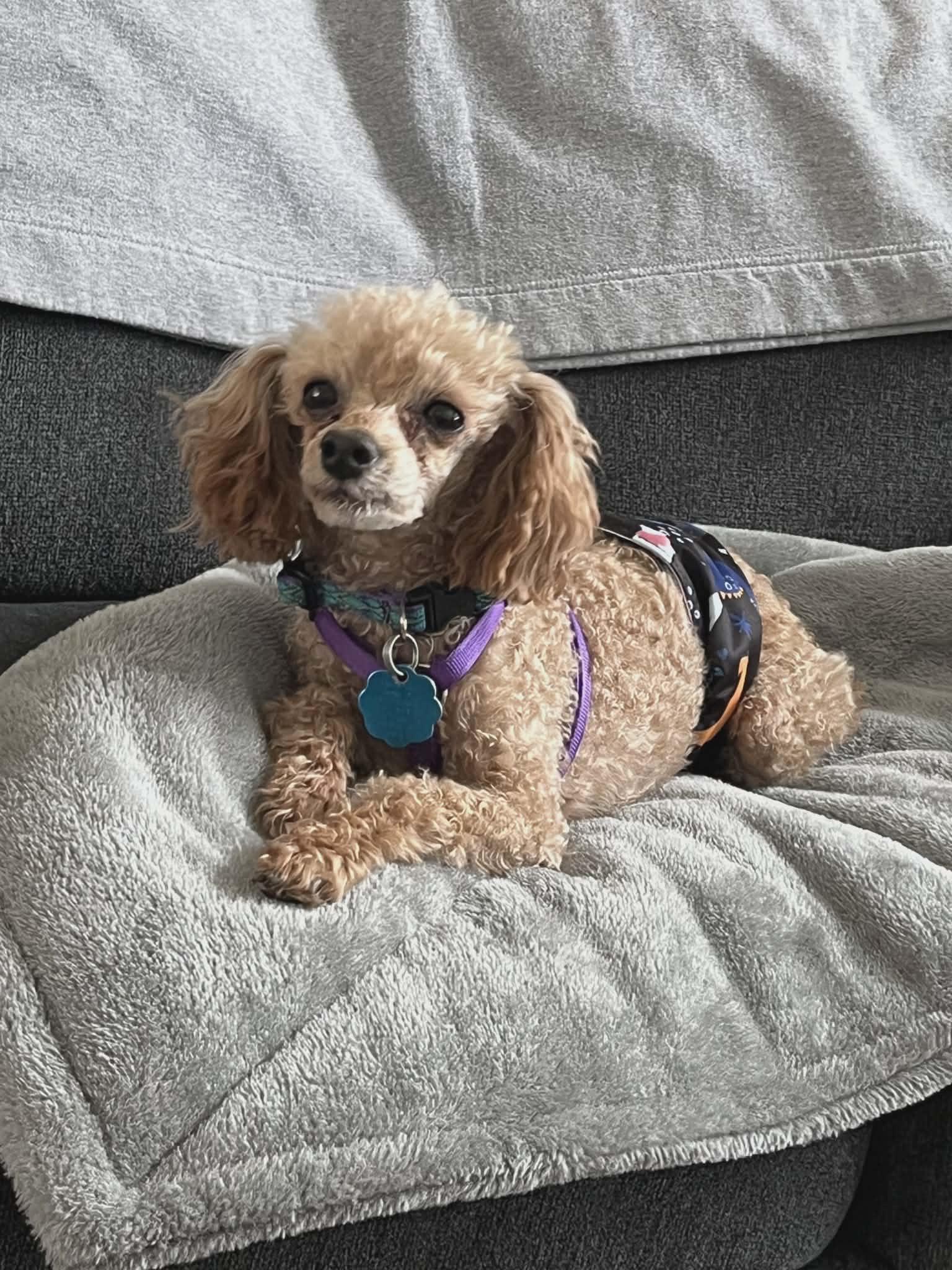 Enlarge Emmie Lou & Chili (IN) Bonded pair, a ADOPTABLE Poodle (Toy) in Chattanooga, TN image 2/3