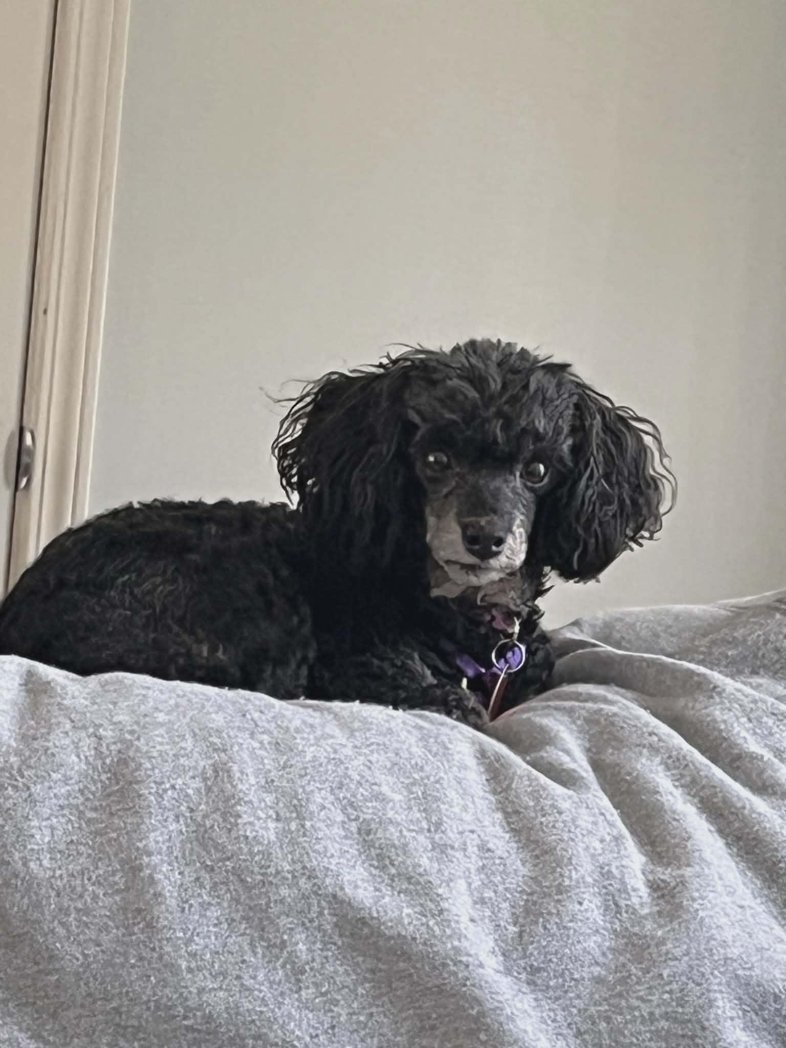 Enlarge Emmie Lou & Chili (IN) Bonded pair, a ADOPTABLE Poodle (Toy) in Chattanooga, TN image 3/3