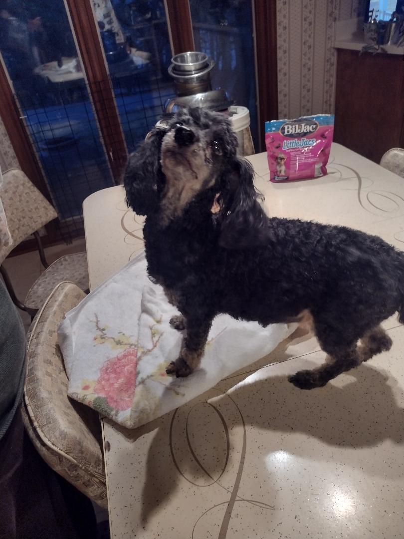 Enlarge Emmie Lou & Chili (IN) Bonded pair, a ADOPTABLE Poodle (Toy) in Chattanooga, TN image 1/3