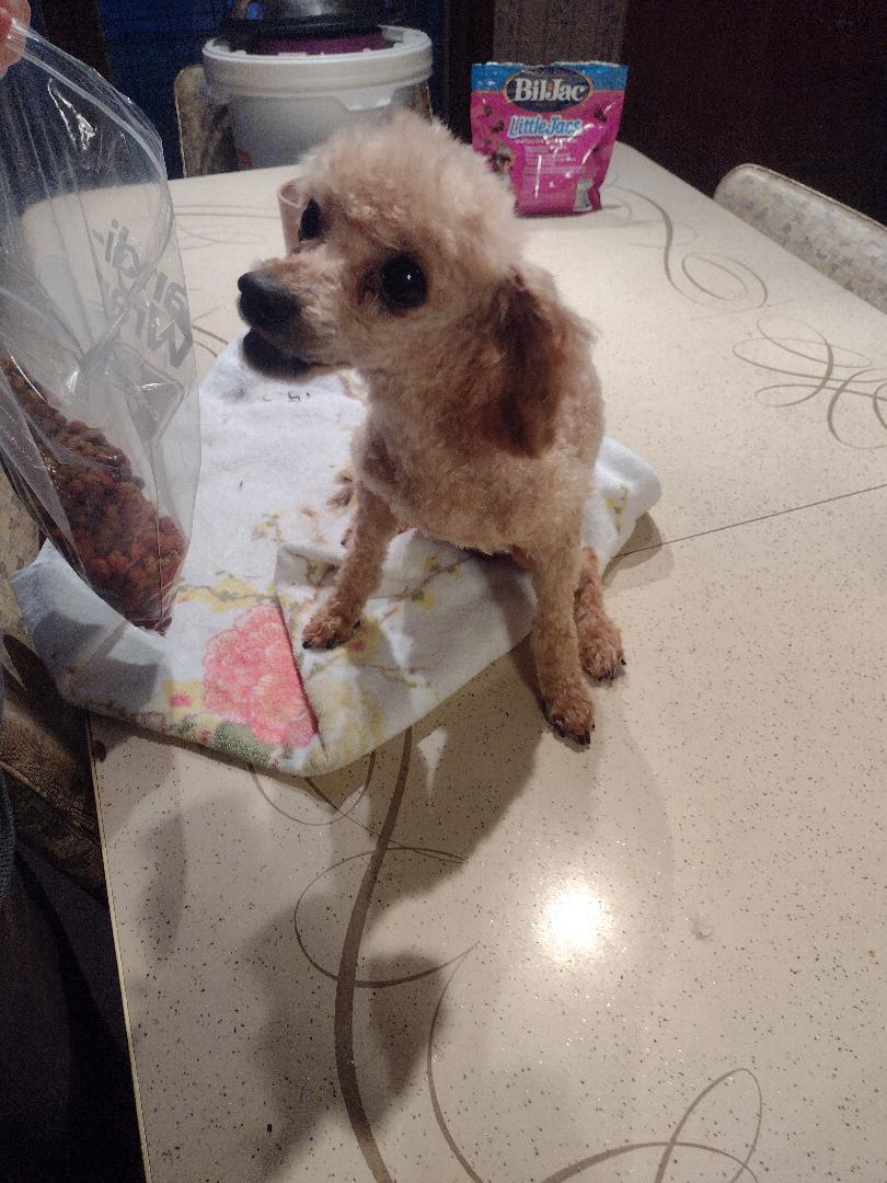 Enlarge Emmie Lou & Chili (IN) Bonded pair, a ADOPTABLE Poodle (Toy) in Chattanooga, TN image 2/3